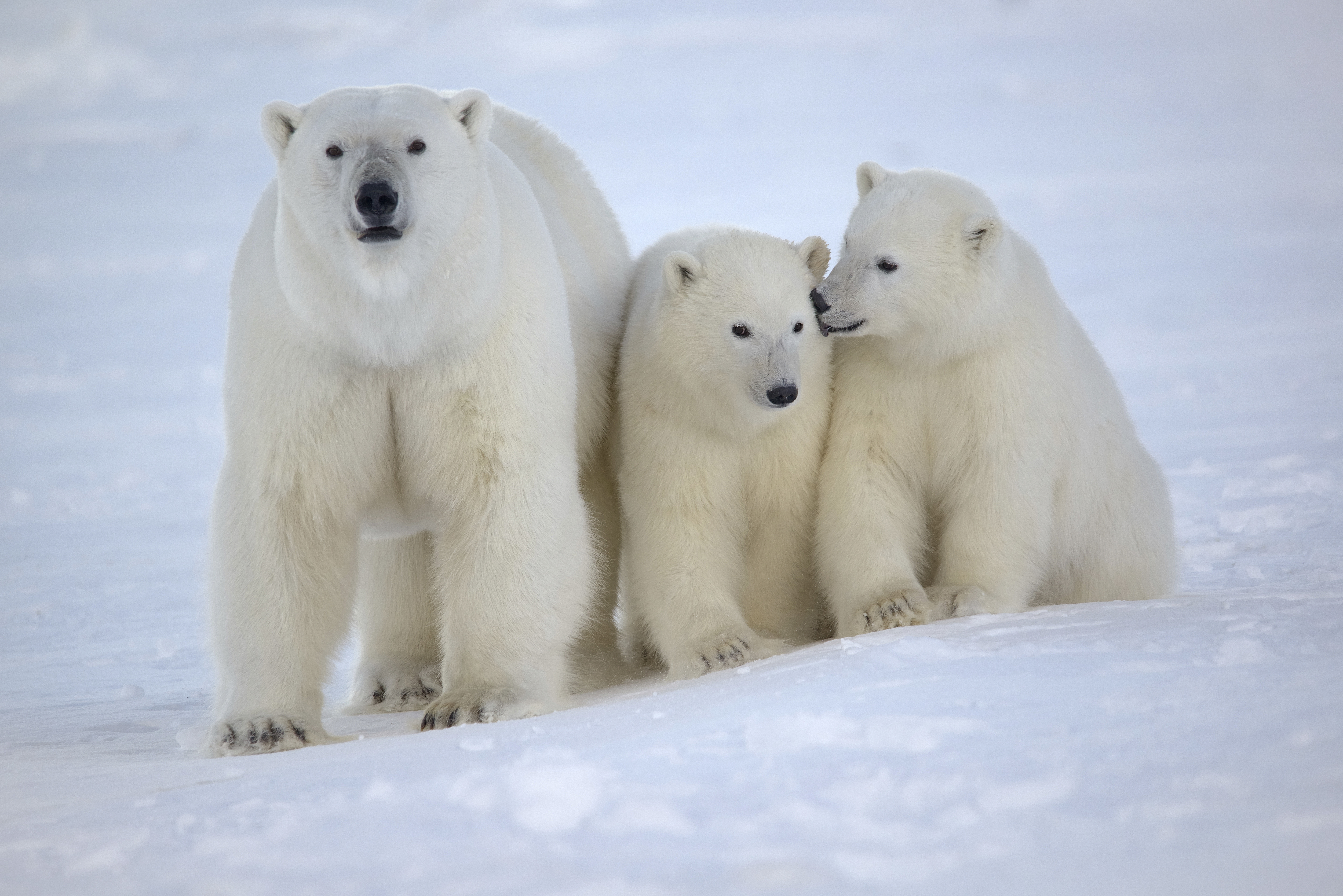 Female_with_cubs